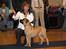 Bullmastiff Brak's Nagako Kuni/Bonnie
