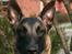 Malinois Cabby (Søholms Capone) * DØD * - 26/04-2007: Portrætbillede af en glad dreng (9,5 mdr.)...
