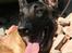 Malinois Cabby (Søholms Capone) * DØD * - 28/04-2007: Cabby på Beredskabsstyrelsen Tekniske skole i Tinglev (9,5 mdr.)...