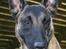 Malinois Cabby (Søholms Capone) * DØD * - 28/04-2007: Portrætbillede af Cabby i ruinerne på hundeskolen (9,5 mdr.)...