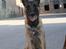 Malinois Cabby (Søholms Capone) * DØD * - 28/04-2007: På hundeskolen med en stor ruinbygning i baggrunden (9,5 mdr.)...