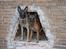 Malinois Cabby (Søholms Capone) * DØD * - 28/04-2007: Tikki og Cabby på opdagelse i ruinbyen i Tinglev, men kiggede lige frem da jeg kaldte (Capone 9,5 mdr.)...