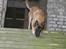 Malinois Cabby (Søholms Capone) * DØD * - 28/04-2007: Cabby er en anelse "klodset", så det gælder om at holde tungen lige i munden når man skal ned af en glat og skrå træplade - heldigvis er han ikke bange for noget, men kaster sig heller ikke frygtløst ud i alt (9,5 mdr.)...