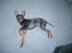 Dvaergpinscher Wiggo - Så tag dog det billede *G*