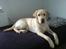 Labrador retriever simba (el conquestador)