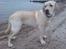 Labrador retriever simba (el conquestador)