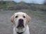 Labrador retriever simba (el conquestador)