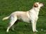 Labrador retriever simba (el conquestador)