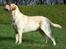 Labrador retriever simba (el conquestador)