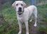 Labrador retriever simba (el conquestador)