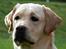 Labrador retriever simba (el conquestador)