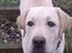 Labrador retriever simba (el conquestador)
