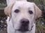 Labrador retriever simba (el conquestador)