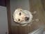 Labrador retriever simba (el conquestador)