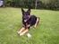 Schæferhund Dj'appes Lea R.I.P - ja jeg er ved at blive stor