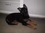Schæferhund Dj'appes Lea R.I.P