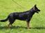 Schæferhund Dj'appes Lea R.I.P - her er jeg i fuld figur