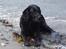 Labrador retriever Luna 1993 - 2006