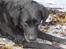 Labrador retriever Luna 1993 - 2006