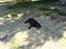 Labrador retriever Luna 1993 - 2006 - Endnu en lur... Dem bliver det til mange af