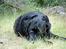 Labrador retriever Luna 1993 - 2006