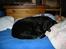 Labrador retriever Luna 1993 - 2006 - Den berømte dynerytter Luna