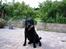 Labrador retriever Luna 1993 - 2006