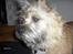 Cairn terrier Frida (r.i.p) - nærbilled 