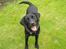 Labrador retriever (formel 1) Zenta