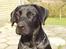 Labrador retriever (formel 1) Zenta