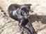 Labrador retriever (formel 1) Zenta