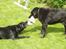 Labrador retriever (formel 1) Zenta