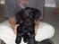 Labrador retriever (formel 1) Zenta