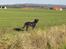 Labrador retriever (formel 1) Zenta