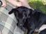 Labrador retriever (formel 1) Zenta - camping hygge