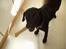 Labrador retriever (formel 1) Zenta
