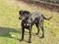 Labrador retriever (formel 1) Zenta
