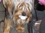 Yorkshire terrier KENZO - Han er kun 2 mndr.