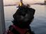 Dvaergschnauzer * ( `´SINDY`´ ) * RIP 25.07.13 - Hjælp ild 