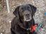 Labrador retriever Fanny - lovely