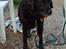 Labrador retriever Fanny