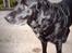 Labrador retriever Fanny