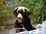 Labrador retriever Fanny - fanny sidder med ved bordet. -fra i sommers..
