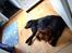 Labrador retriever Fanny - mor fanny