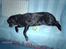 Labrador retriever Fanny - nede hos min far :)