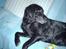 Labrador retriever Fanny