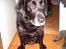 Labrador retriever Fanny