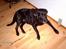 Labrador retriever Fanny