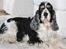 Cocker spaniel Barleys Tippe