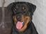 Rottweiler R.I.P Jessie pigen <3 - Er jeg ikke bare dejlig?? Velkommen til min profil...